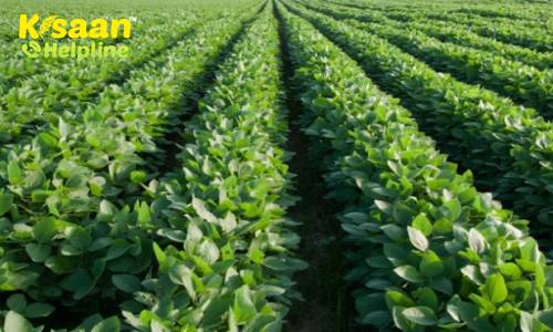 सोयाबीन का भरपूर उत्पादन लेने के लिए बुवाई से पूर्व रखें इन बातों का ध्यान